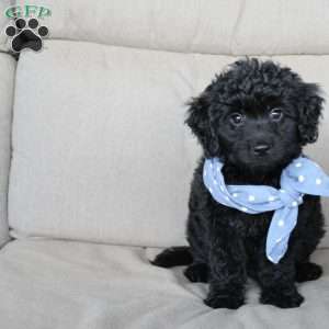Barley, Mini Goldendoodle Puppy
